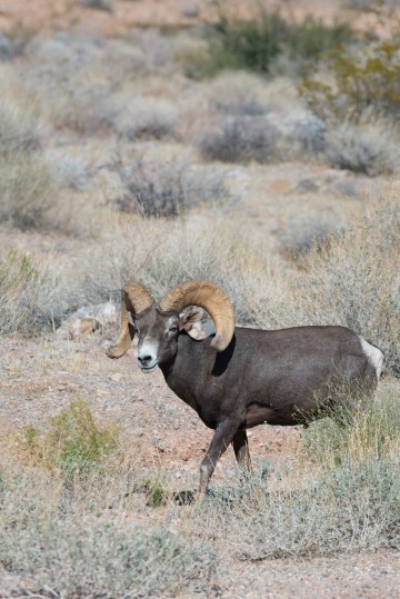 Nice Horns, Valley of Fire, NV State park