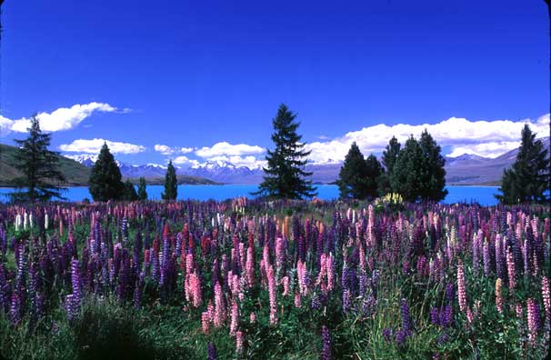 Russell Lupines, Lake Tekapo.