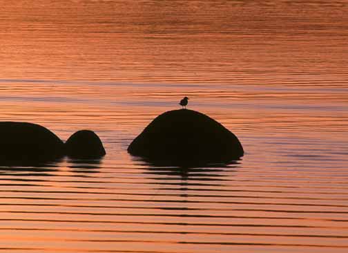 SEAGULL SUNSET