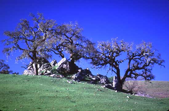 Oak Knoll, Sonoma