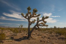 Joshua Trees, Death Valley