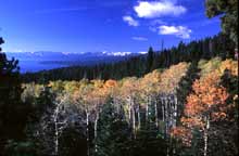 Aspen Grove, Lake Tahoe.