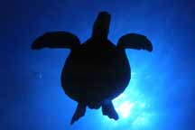 Turtle silhouette