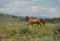 Wild Stallion, the Virginia Range